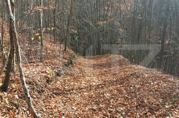Teren de vanzare ALESD - Bihor anunturi imobiliare Bihor