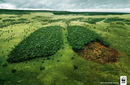 Dispariția pădurilor, la nivel mondial: o problemă acută, fără rezolvări rapide