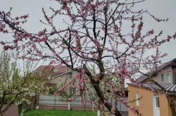 Casă - 3 camere de vanzare ERNEI - Mures anunturi imobiliare Mures