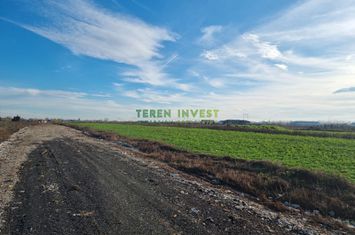 DN4 Popești -Frumușani -  Vânzare teren 500 mp anunturi imobiliare Bucuresti