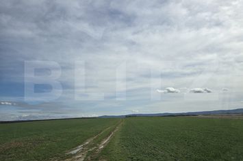 Teren de vanzare ARDUD - Satu Mare anunturi imobiliare Satu Mare