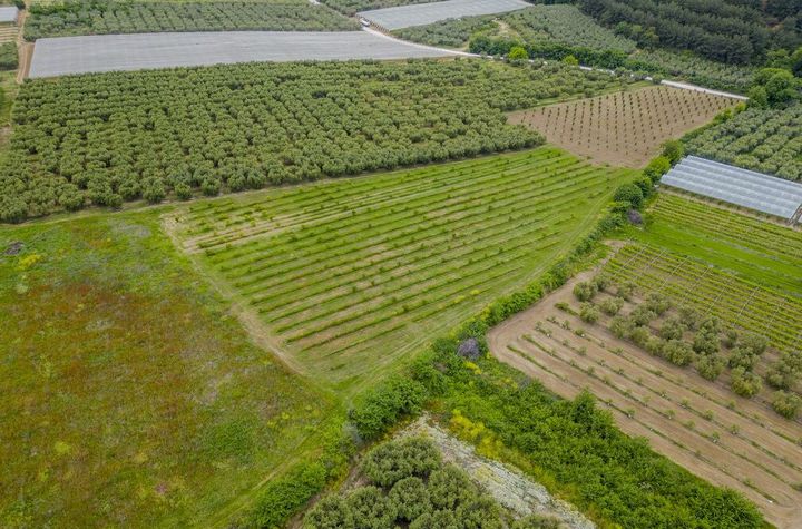 Teren construibil 13.750 mp în Orfani anunturi imobiliare Grecia