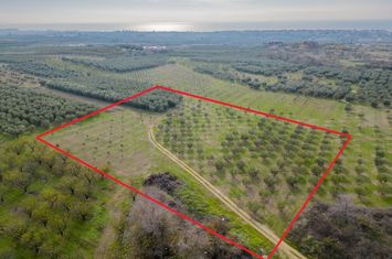 Teren agricol 9.700 mp în Paralia Ofriniou anunturi imobiliare Grecia