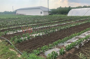 Fermă de vânzare | 3 ha | Între București și Constanța | Exploatație agricolă și zootehnică anunturi imobiliare Constanta