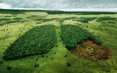 În România, se taie trei hectare de pădure în fiecare oră