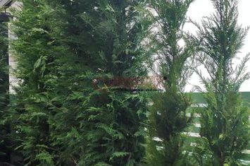 Penthouse 3 camere Terasa Spectaculoasa anunturi imobiliare Bucuresti