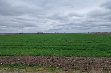 Teren de vanzare DRAGOMIRESTI-VALE - Bucuresti anunturi imobiliare Bucuresti