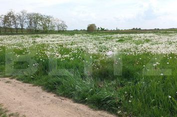 Teren de vanzare VETIS - Satu Mare anunturi imobiliare Satu Mare