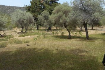 Teren 1821 mp în Skala Marion, la 1 km de mare anunturi imobiliare Grecia