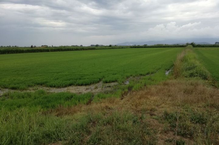 Teren agricol 16.000 mp în Nea Karya Nestos anunturi imobiliare Grecia