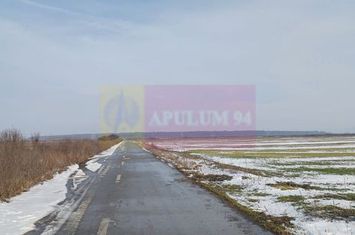 Cosoba, teren 7600 mp intravilan pe str Guliei anunturi imobiliare Giurgiu