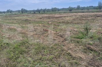 Teren de vanzare MARTINESTI - Satu Mare anunturi imobiliare Satu Mare