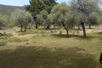 Teren 1821 mp în Skala Marion, la 1 km de mare anunturi imobiliare Grecia