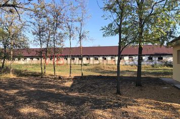 Ferma complet utilată – 30 ha teren comasat cu 11.500mp grajduri renovate Timiș – Comuna Biled anunturi imobiliare Timis