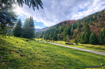 Teren Intravilan de vanzare ZARNESTI - Brasov anunturi imobiliare Brasov