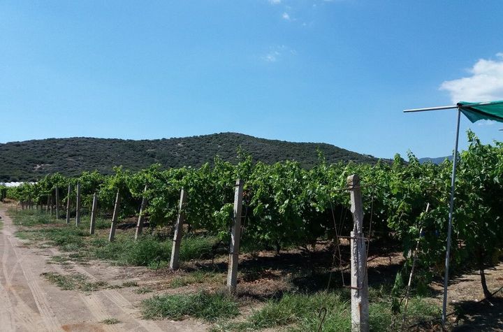 Teren construibil 5.375 mp în Nea Peramos anunturi imobiliare Grecia