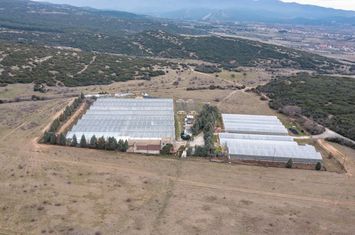 Unitate cu sere 15.000 mp în Sidirokastro anunturi imobiliare Grecia