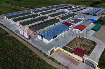 *Fermă modernă pentru export miei | 6 ha | Standarde europene | Aproape de Brăila* anunturi imobiliare Braila