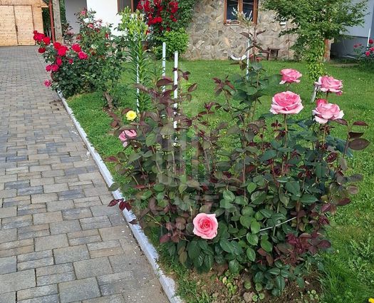 Vilă 5 cam Central, 380 mp, S+P+1+M