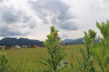 Teren Intravilan de vanzare EXTERIOR EST - Brasov anunturi imobiliare Brasov