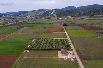 Teren construibil 5232 mp în Nea Karvali anunturi imobiliare Grecia