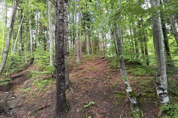Teren intravilan 720 mp Sinaia anunturi imobiliare Prahova