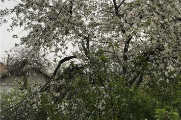 Teren Intravilan de vanzare HORPAZ - Iasi anunturi imobiliare Iasi