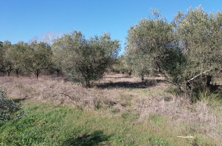 Teren 4.500 mp în Agios Andreas, Kavala anunturi imobiliare Grecia