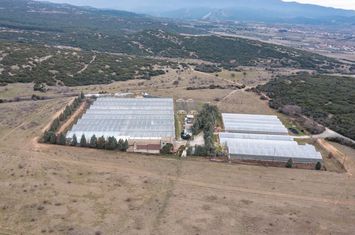 Unitate cu sere 15.000 mp în Sidirokastro anunturi imobiliare Grecia