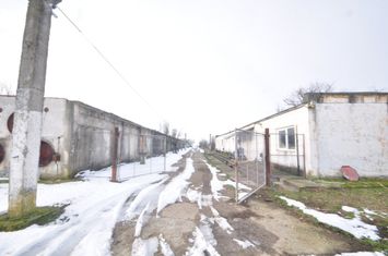 Ferma avicola inchiriere sau vanzare, localitatea Calacea anunturi imobiliare Timis