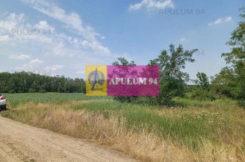 Săbăreni, teren 12620 mp pentru case, lângă pădure anunturi imobiliare Giurgiu