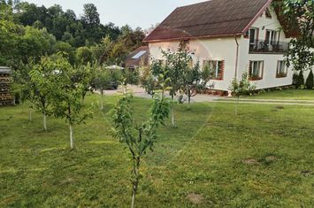 Casă individuală, teren 3275 mp, 6 camere, livadǎ cu pomi fructiferi anunturi imobiliare Maramures