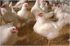 Sacrificările de animale şi păsări şi producţia de carne în luna martie 2011