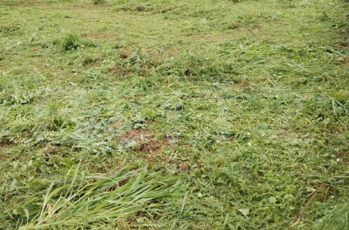 Teren de vanzare DUMBRAVITA - Timis anunturi imobiliare Timis