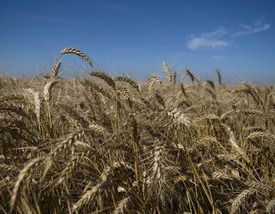 Vreţi să vă vindeţi terenurile agricole? Nu vă grăbiţi. În Marea Britanie preţurile au ajuns la 17.500 euro/hectar şi continuă să crească