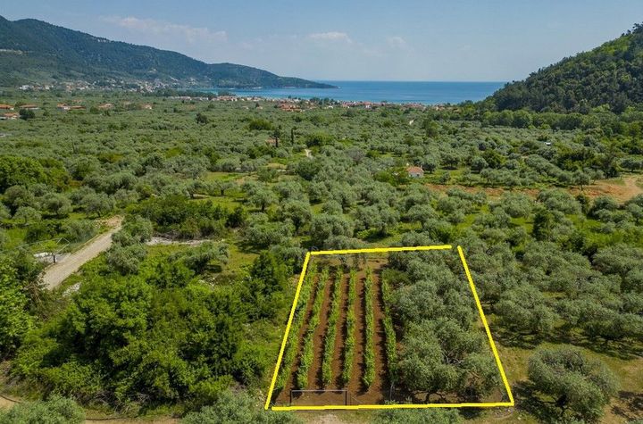 Teren agricol (vie) 617,04 mp în Skala Potamia, Thassos anunturi imobiliare Grecia