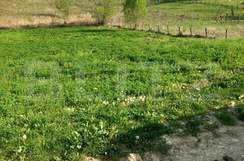 Teren de vanzare TARGOVISTE - Dambovita anunturi imobiliare Dambovita