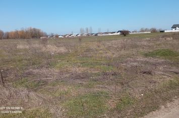 Teren  intravilan 465mp Str Lebedelor Comuna Berceni anunturi imobiliare Bucuresti