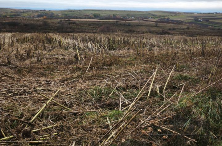 Teren de vanzare SIRET - Suceava anunturi imobiliare Suceava