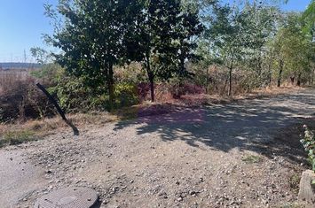Teren Cornetu Strada Magnoliei- Pinului. anunturi imobiliare Bucuresti