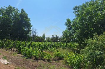 TEREN INTRAVILAN-1000 MP-ZONA STR.SCOLII anunturi imobiliare Bucuresti