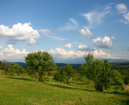 Teren Daia, 600 mp