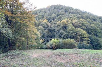 Teren pentru casa de vacanta pe Valea Bratcutei, Bihor anunturi imobiliare Bihor
