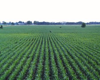 Pretul terenurilor agricole a scazut si cu 40% in campia de vest. Mai cumpara insa cineva?