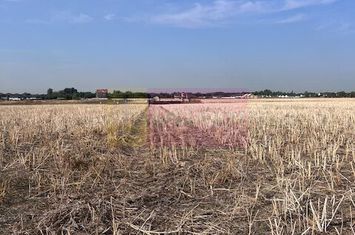 Teren Domnesti strada Ciocarliei. anunturi imobiliare Bucuresti