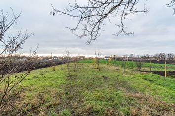 Casă + livadă tânără + curte 2.500 mp în Dorobanți anunturi imobiliare Arad