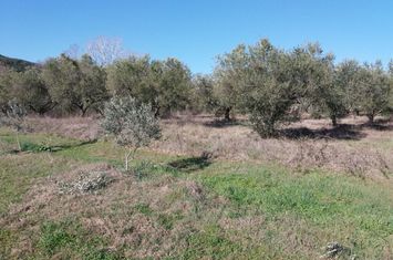 Teren 4.500 mp în Agios Andreas, Kavala anunturi imobiliare Grecia