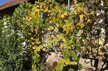 Casa veche in Recas cu teren generos de 1438 mp anunturi imobiliare Timis