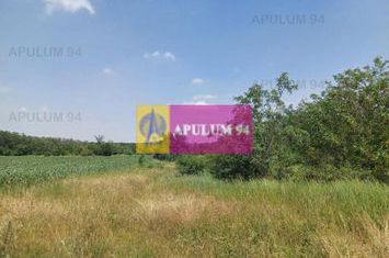 Săbăreni, teren 12620 mp pentru case, lângă pădure anunturi imobiliare Giurgiu