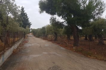 Teren construibil 4800 mp, Skala Kallirachis anunturi imobiliare Grecia
